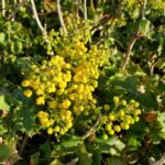 Berberis (Mahonia) pinnata - California barberry, shiny leaf mahonia