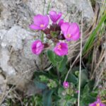 Arabis blepharophylla - rose rock cress