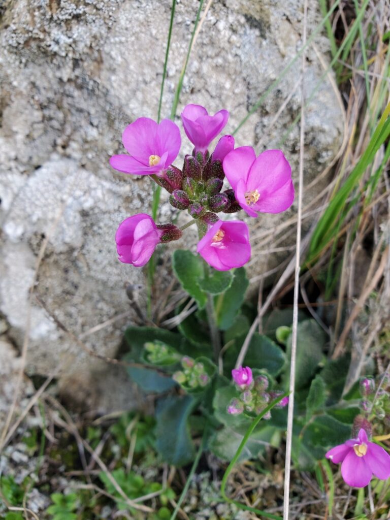Arabis blepharophylla - rose rock cress