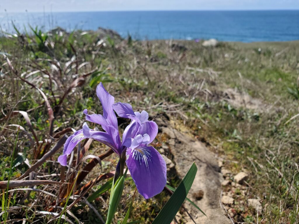 Iris douglasiana - Douglas iris