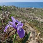 Iris douglasiana - Douglas iris