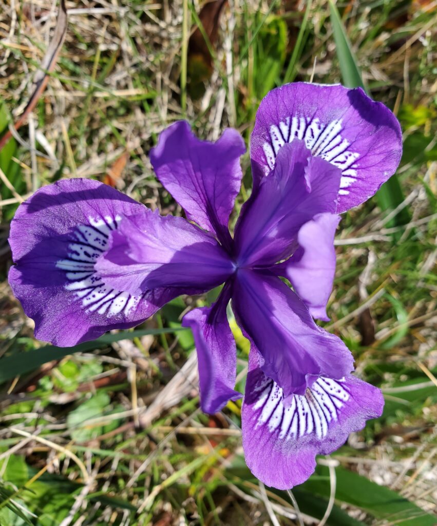 Iris douglasiana - Douglas iris
