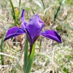 Iris douglasiana - Douglas iris