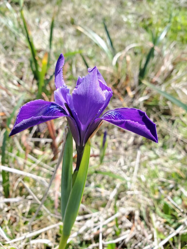 Iris douglasiana - Douglas iris