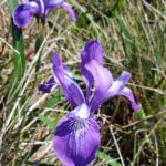 Iris douglasiana - Douglas iris