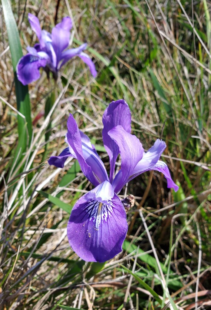 Iris douglasiana - Douglas iris
