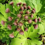 Petasites frigidus var. palmatus - western coltsfoot
