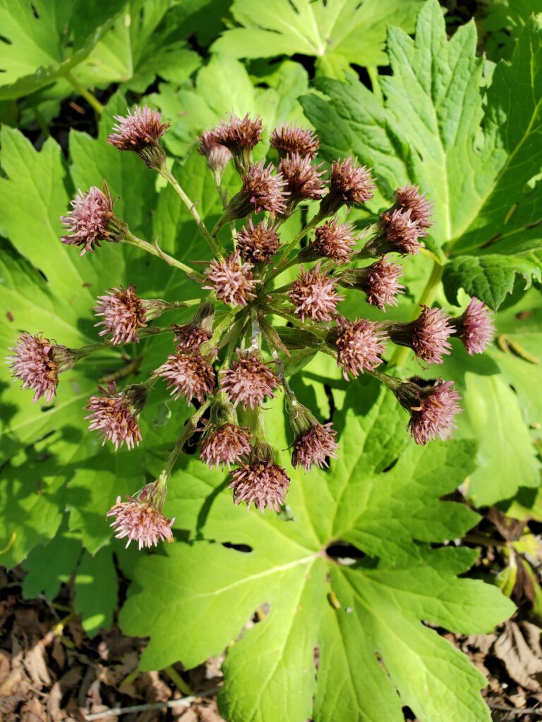 Petasites frigidus var. palmatus - western coltsfoot