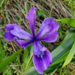 Iris douglasiana - Douglas iris