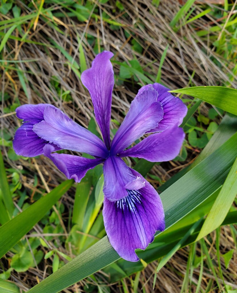 Iris douglasiana - Douglas iris