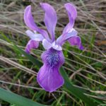 Iris douglasiana - Douglas iris