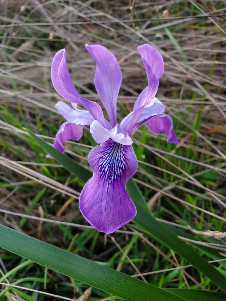 Iris douglasiana - Douglas iris