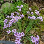 Sisyrinchium bellum - blue-eyed grass