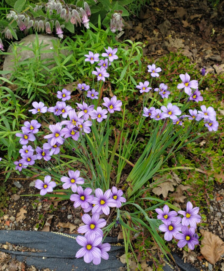 Sisyrinchium bellum - blue-eyed grass