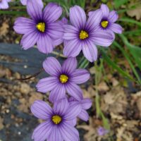 Sisyrinchium bellum - blue-eyed grass