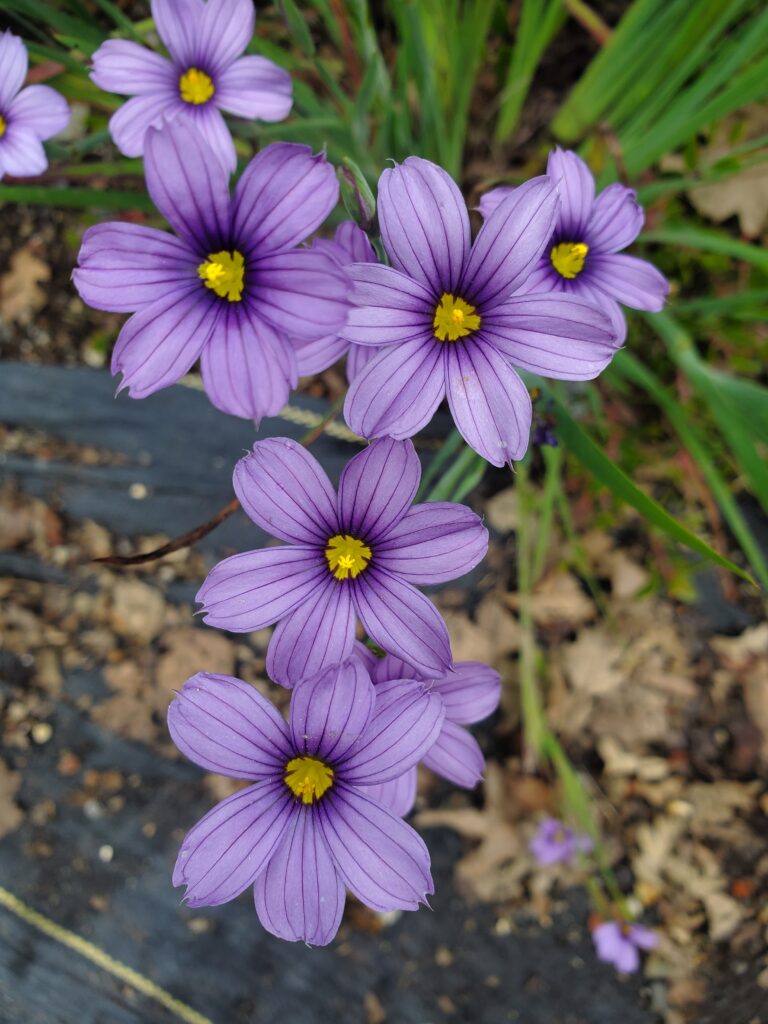 Sisyrinchium bellum - blue-eyed grass