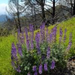 Lupinus albifrons var. albifrons - silver bush lupine