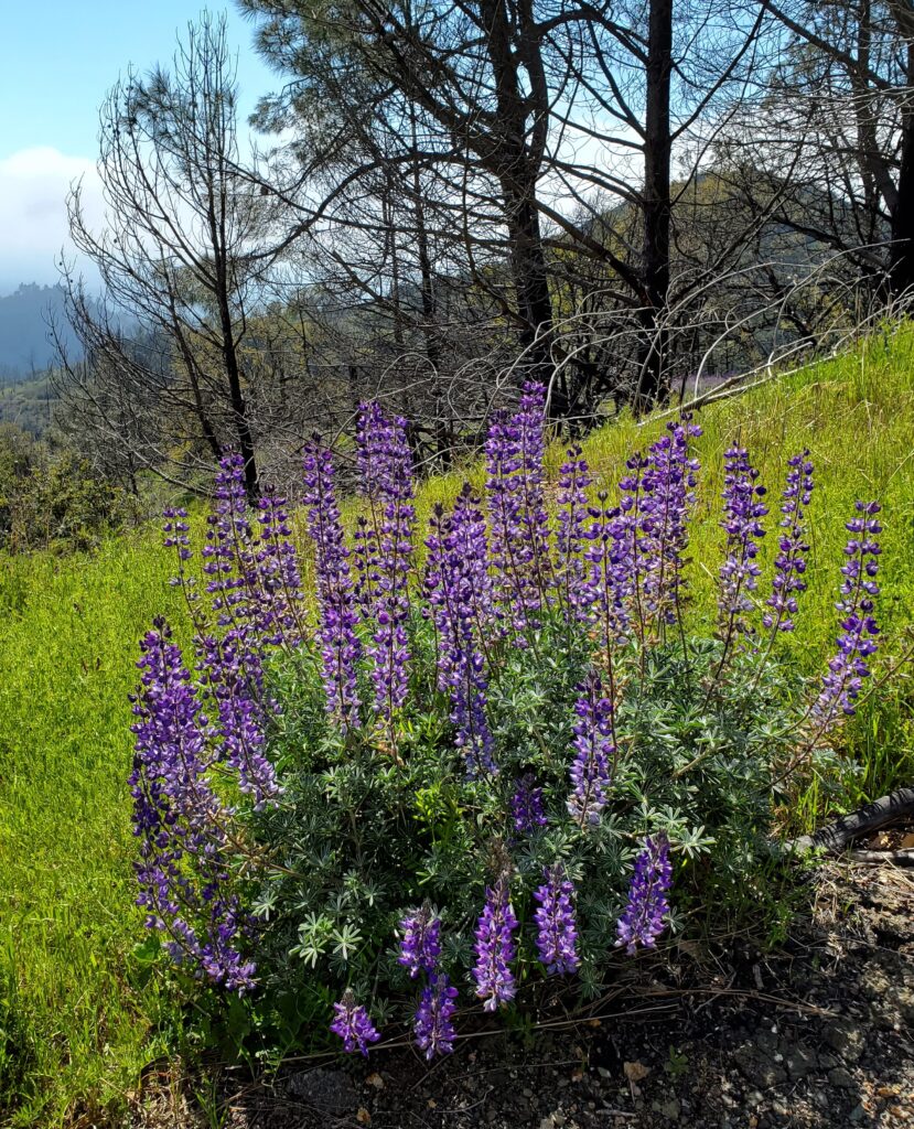 Lupinus albifrons var. albifrons - silver bush lupine