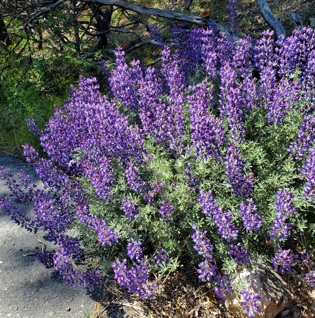 Lupinus albifrons var. albifrons - silver bush lupine