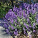Lupinus albifrons var. albifrons - silver bush lupine