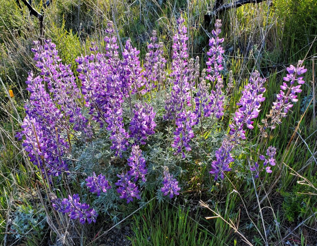 Lupinus albifrons var. albifrons - silver bush lupine