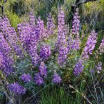Lupinus albifrons var. albifrons - silver bush lupine