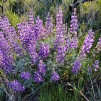 Lupinus albifrons var. albifrons - silver bush lupine