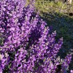 Lupinus albifrons var. albifrons - silver bush lupine