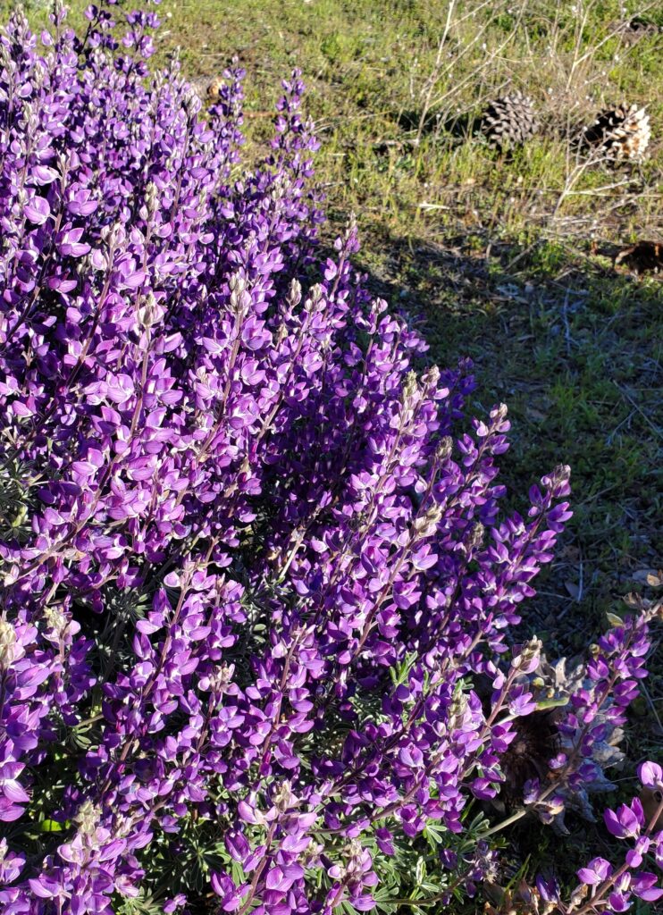 Lupinus albifrons var. albifrons - silver bush lupine