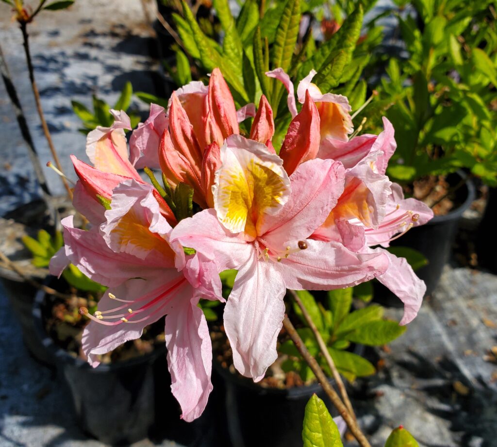 Rhododendron occidentale x 'Irene Koster' -