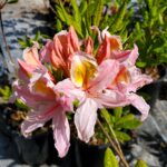 Rhododendron occidentale x 'Irene Koster' -