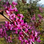Cercis occidentalis - western redbud