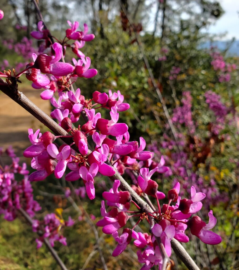 Cercis occidentalis - western redbud