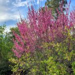 Cercis occidentalis - western redbud