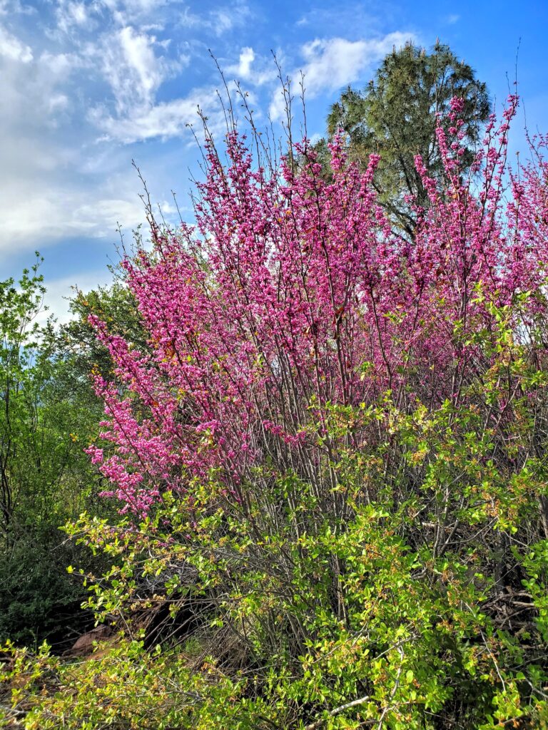 Cercis occidentalis - western redbud