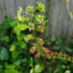 Tellima grandiflora - fringe cups