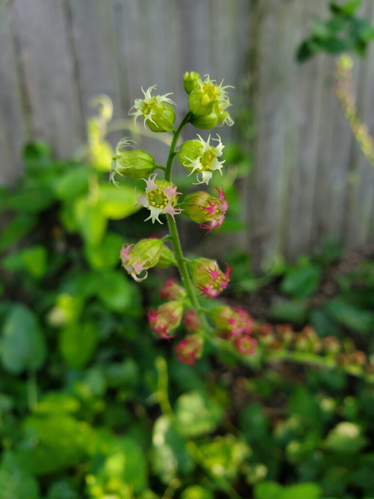 Tellima grandiflora - fringe cups