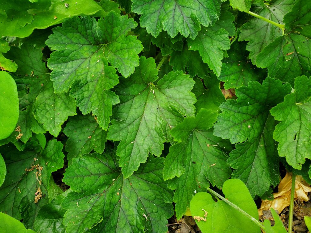 Tellima grandiflora - fringe cups