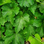 Tellima grandiflora - fringe cups
