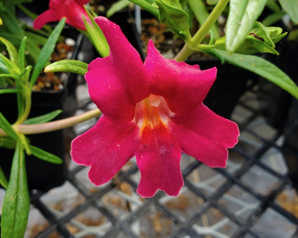 Diplacus (Mimulus) 'Jelly Bean Red' - monkeyflower