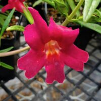 Diplacus (Mimulus) ‘Jelly Bean Red’