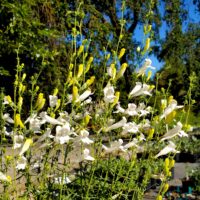 Penstemon heterophyllus ‘GMR White’