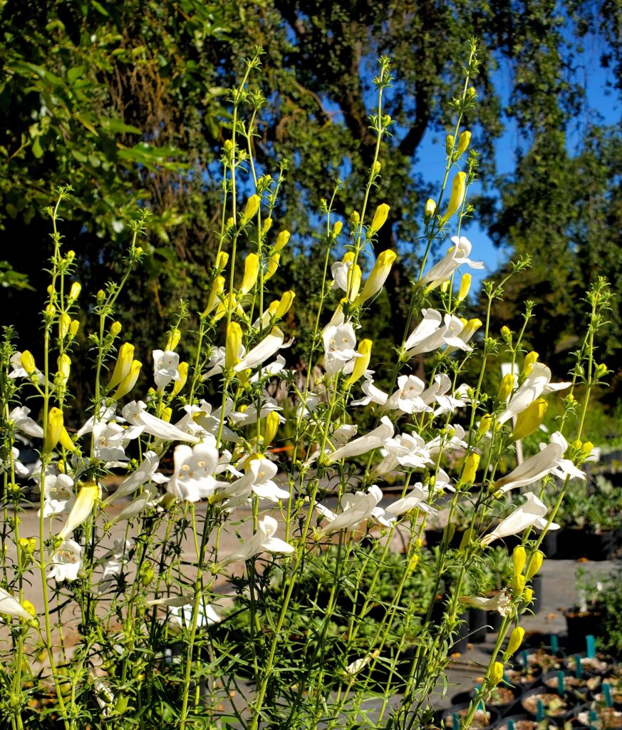 Penstemon heterophyllus 'GMR White' - white foothill penstemon