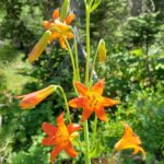 Lilium parvum - alpine lily, Sierra tiger lily