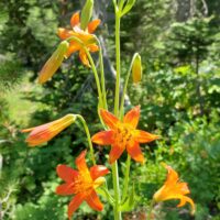 Lilium parvum