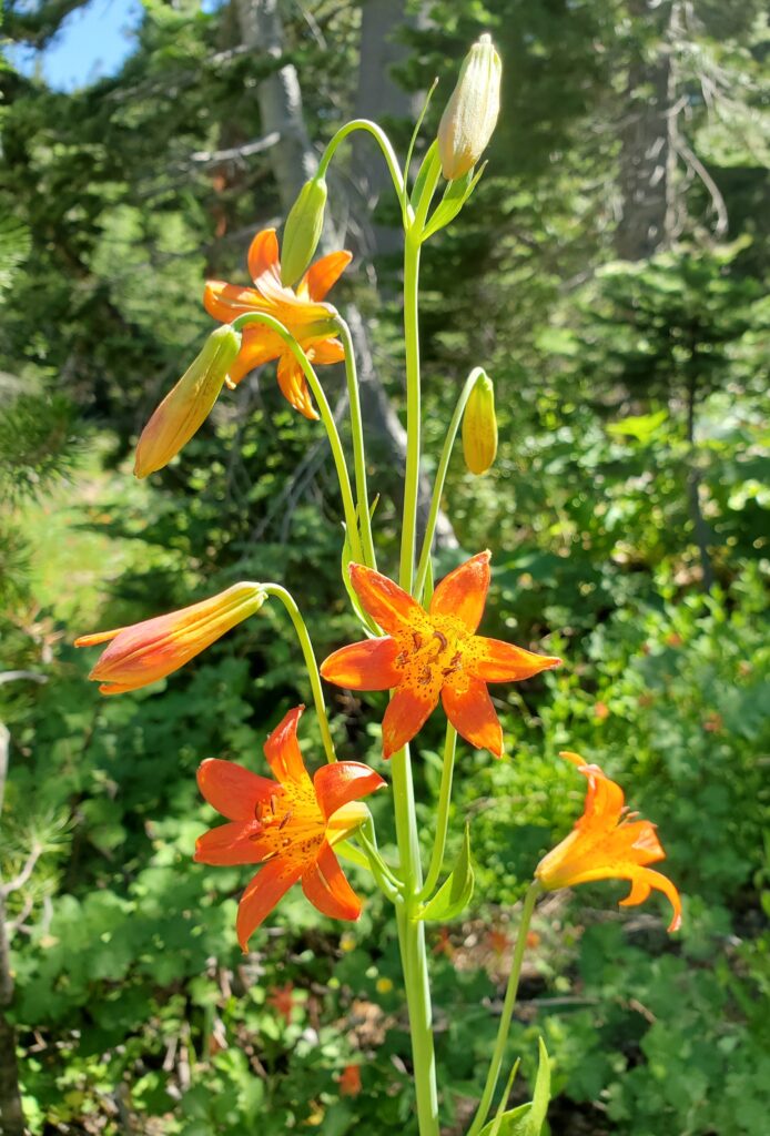 Lilium parvum - alpine lily, Sierra tiger lily