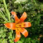 Lilium parvum - alpine lily, Sierra tiger lily