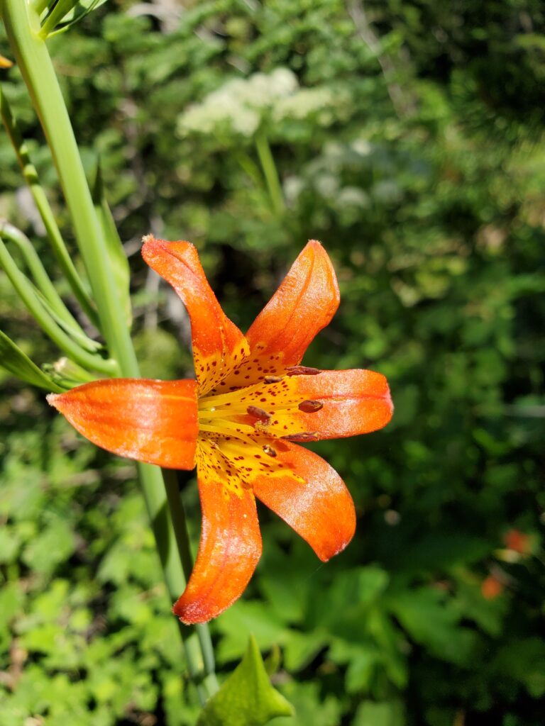 Lilium parvum - alpine lily, Sierra tiger lily
