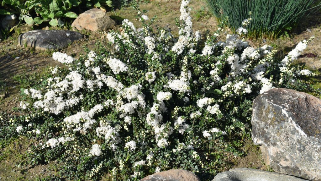 Ceanothus maritimus 'Popcorn' - Santa Barbara ceanothus