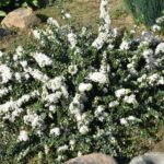 Ceanothus maritimus 'Popcorn' - Santa Barbara ceanothus